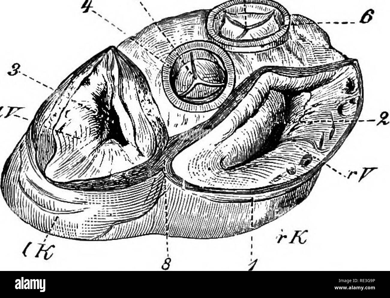 . The physiology of domestic animals Physiology, Comparative; Veterinary physiology. 514