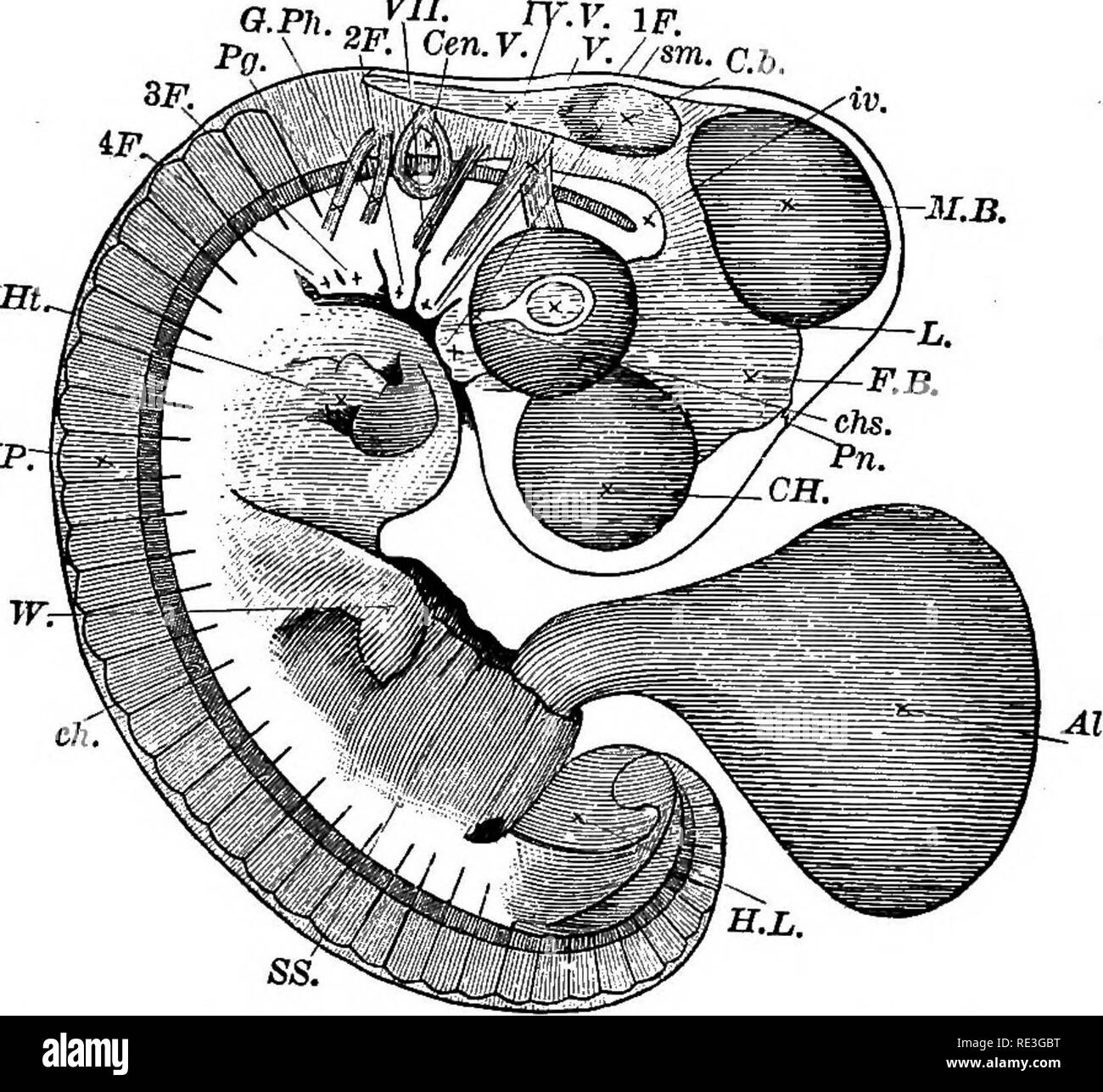A text-book of animal physiology, with introductory chapters on general  biology and a full treatment of reproduction  Physiology, Comparative.  Fio. 117.—Head of cbick of fourth day, viewed from below as