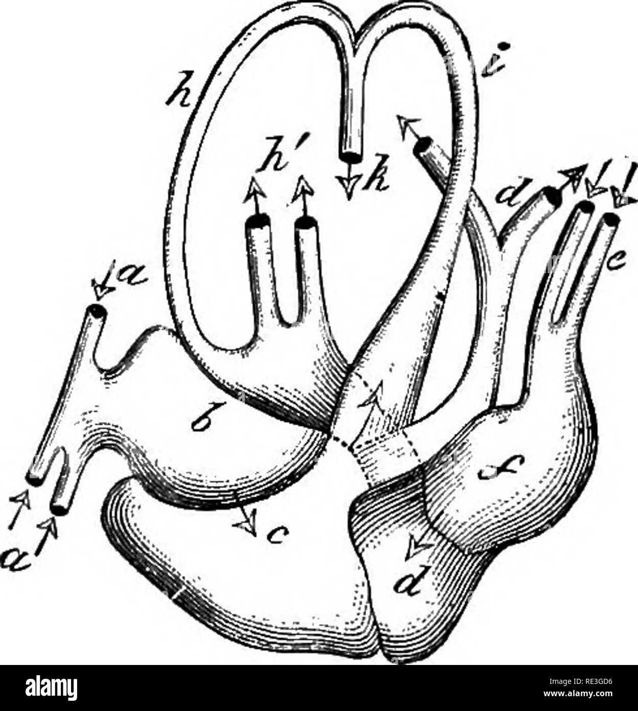 . The physiology of domestic animals ... Physiology, Comparative; Veterinary physiology. CIRCULATION OF THE BLOOD* 497 arteries, thus closely approaching the double circulation of birds and mammals (Fig. 190). A portal circulation is also present in the cold- blooded pulmonated vertebrata, and, as in the fishes, is connected with the renal veins. In birds the heart, as in man, consists of four cavities, two auricles and two ventricles, and the general distribution of the circulation is the same, i.e., the right auricle collects the blood from the sys- temic veins and transmits it to the right  Stock Photo