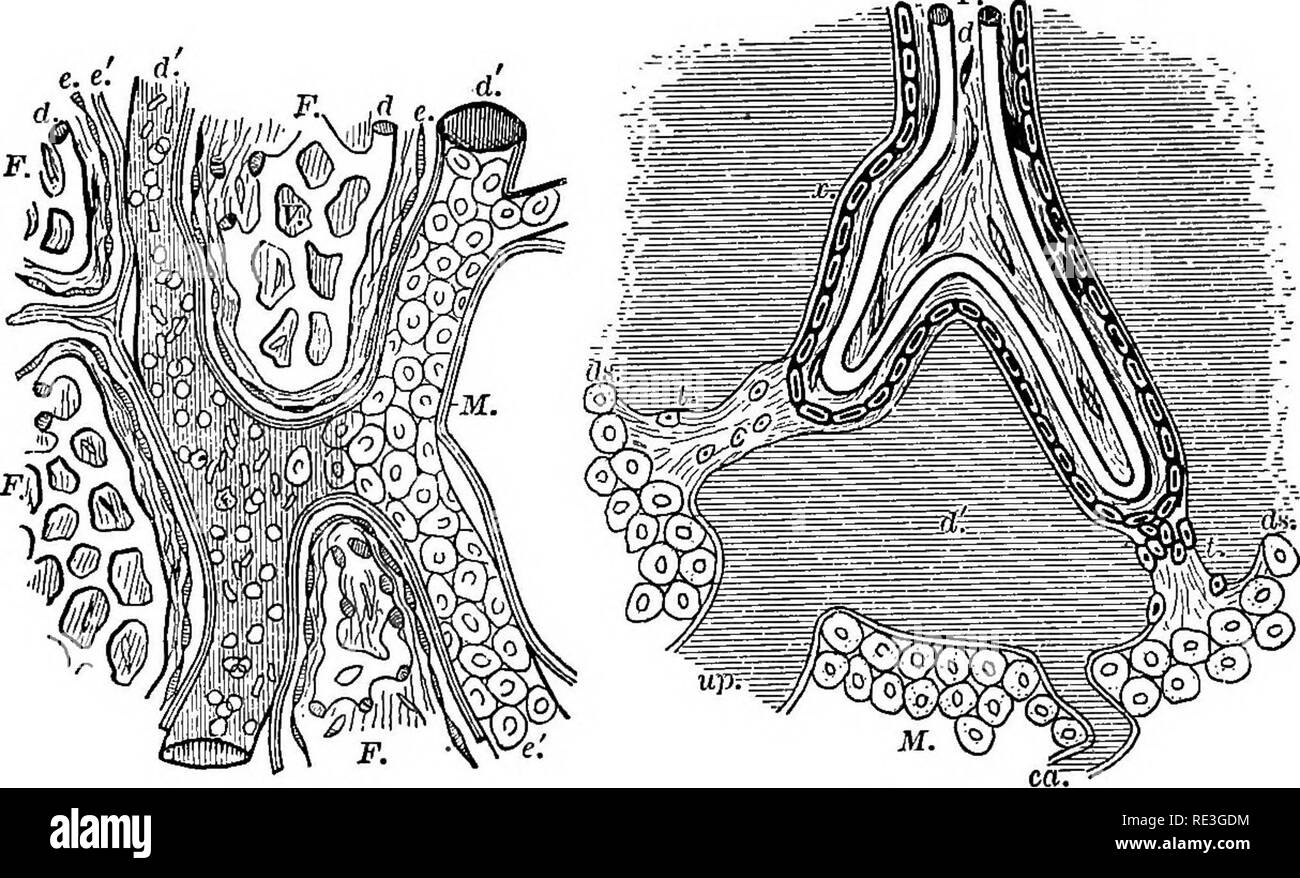 Capillary mesh Black and White Stock Photos & Images - Alamy