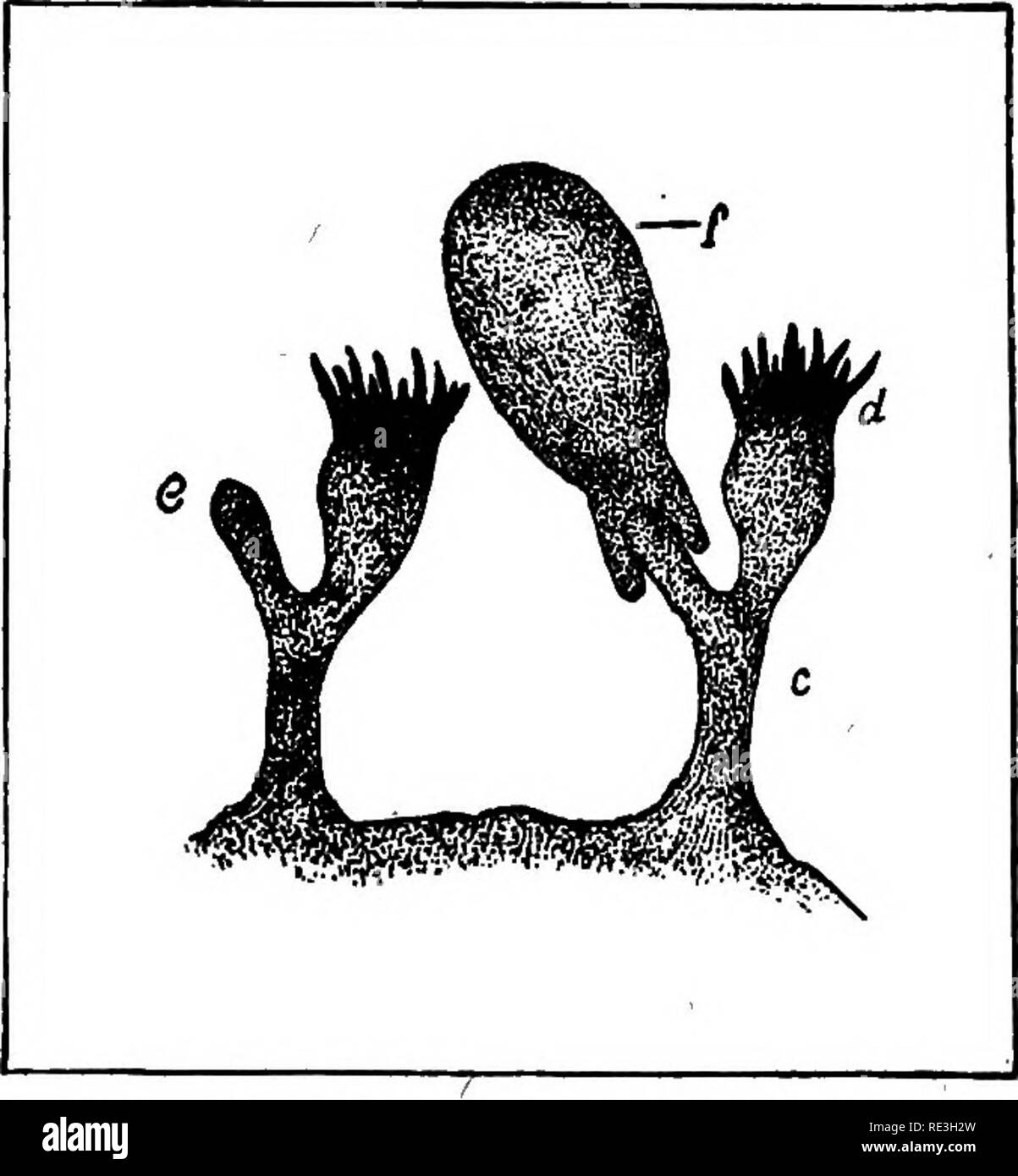 . Pathogenic micro-organisms. A text-book of microbiology for physicians and students of medicine. (Based upon Williams' Bacteriology). Bacteriology; Pathogenic bacteria. REACTION OF THE HOST TO INFECTION 217 lates the production of a substance which will precipitate it.^ These substances, which are called precipitins, resemble enzymes in many respects. Thus, the precipitin produced by the injec- tion of a milk, causes a change in the milk very similar to that caused by rennet. Rennet, however, coagulates milk from various animals while the milk pre- cipitin is specific, within cer- tain limit Stock Photo