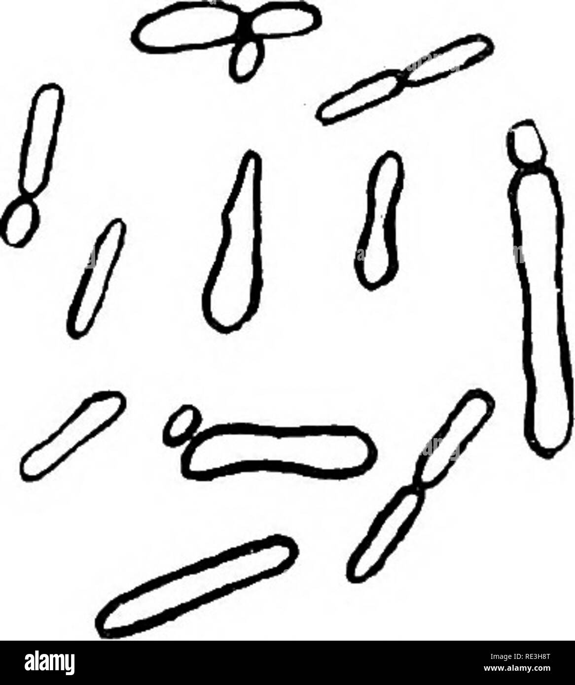 Bacteriology and the public health. Bacteriology; Public health. 102  BACTERIA AND FERMENTATION Saccharomyces Ellipsoidus /.—Round, oval, or  sausage-shaped cells, single or in chains; ascospores in twenty-four hours  at 25° C. (not