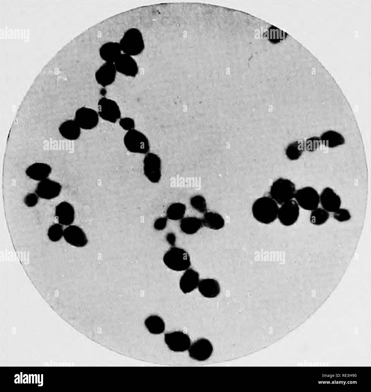 . Bacteriology and the public health. Bacteriology; Public health. PLATE 8.. k Saccharomyces eerevisicB. AscospORE PoEMATlON IN Yeast. The capsule Film preparation, x 1000. of the pavent cell around the spores is invisible, x 1000. c O c oS r G ° 0 h Q ^Co » ^0 ^ © -. &quot;;. C-&gt;-®:*fe© t^ i;^,^^©- Pathogenic Yeast, (Foulerton). x 1000. [To face page 98.. Please note that these images are extracted from scanned page images that may have been digitally enhanced for readability - coloration and appearance of these illustrations may not perfectly resemble the original work.. Newman, George, S Stock Photo