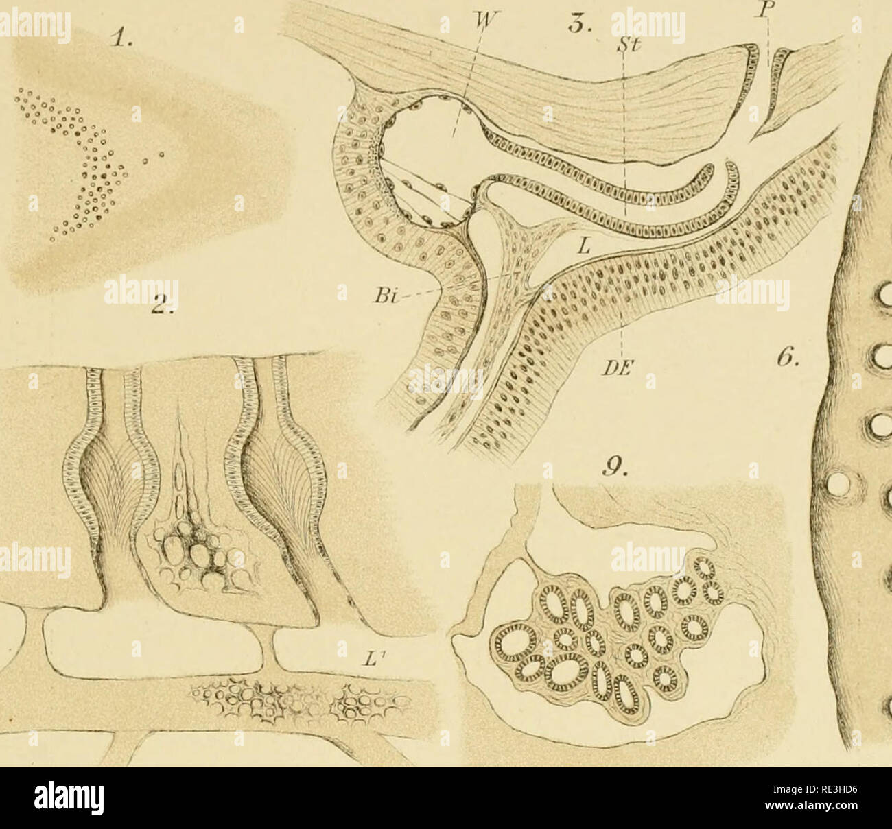 Echinodermen Stachelhauter Echinodermata Crinoidea Tat Vi Ci Iqj Qj 1 O C C P U O Vq C Gt C C Q C I C Jp C Quot V Please Note That These Images