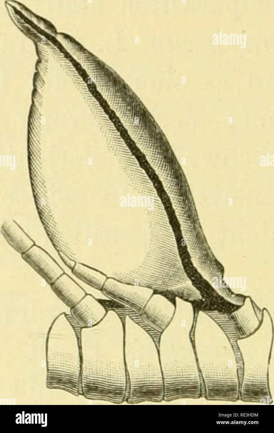 . Echinodermen (Stachelhäuter). Echinodermata. . Please note that these images are extracted from scanned page images that may have been digitally enhanced for readability - coloration and appearance of these illustrations may not perfectly resemble the original work.. Ludwig, Hubert, 1852-1913; Meissner, Max; Przibram, Hans; Hamann, Otto. Leipzig : C. F. Winter Stock Photo