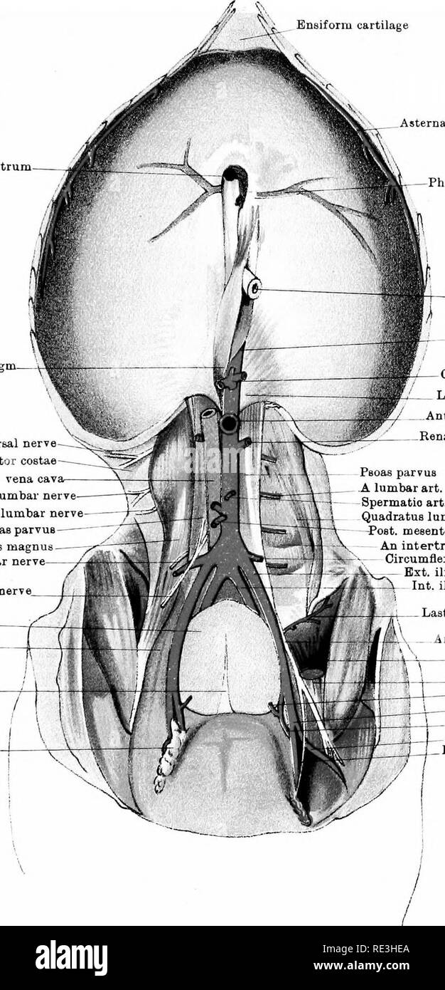 . The anatomy of the horse, a dissection guide. Horses. PLATE XLV Ensiform cartilage Foramen dextrum- Right crus of diaphragm. From last dorsal nerve Retractor costae Post, vena cava^ From lat lumbar nerve- From 2nd lumbar nerve Psoas parvus Psoas magnus From 3rd lumbar nerve Inguinal nerve  Urinary bladder— Sartorius- Middle lig. of Bladder Deep inguinal glands. Asternal artery —Phrenic sinuB / (EsophagUB in  foramen sinistrum Post, aorta in hiatus -Coeliac axis Left crus of diaphragm  Ant. mesenteric art. Renal art. Peoas parvus A lumbar art. Spermatic art. Quadratus lumborum -Post, meeente Stock Photo