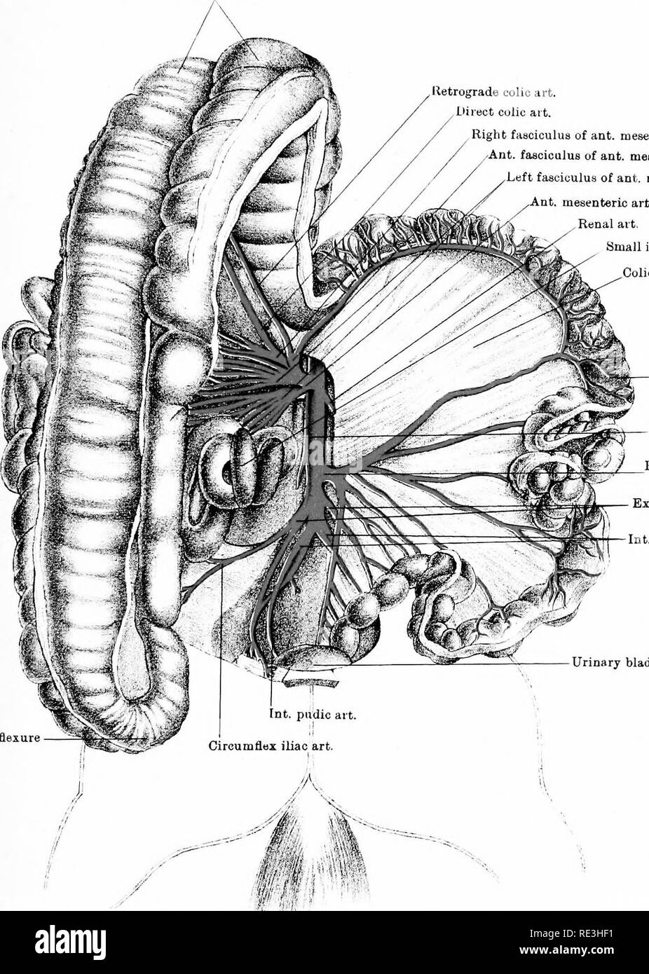 Horse Intestines Diagram