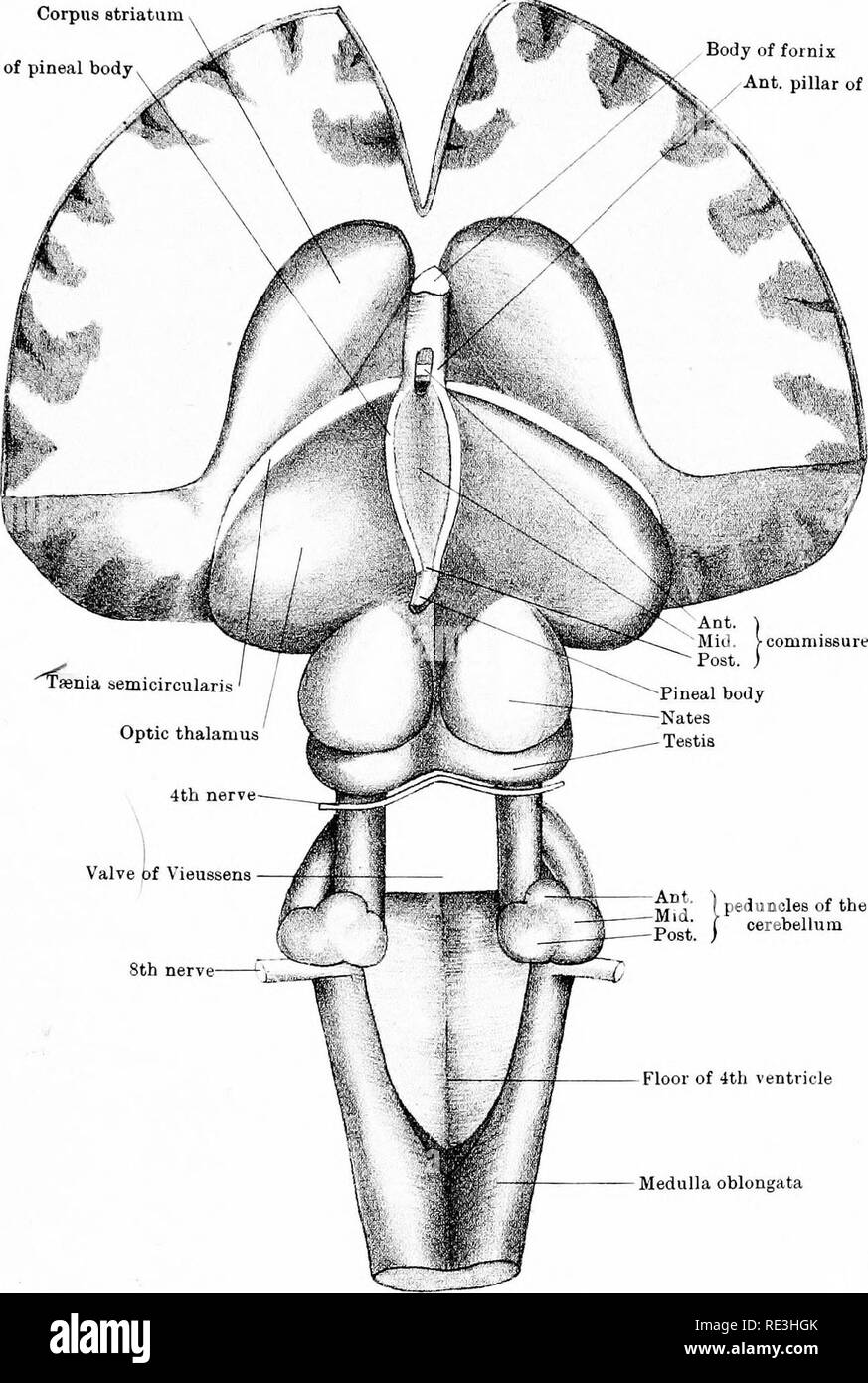 The Anatomy Of The Horse A Dissection Guide Horses Plate Xxxvi Corpus Striatum Peduncle Of Pineal Body Body Of Fornix Ant Pillar Of Fornix Peduncles Of The Cerebellum Floor Of 4th