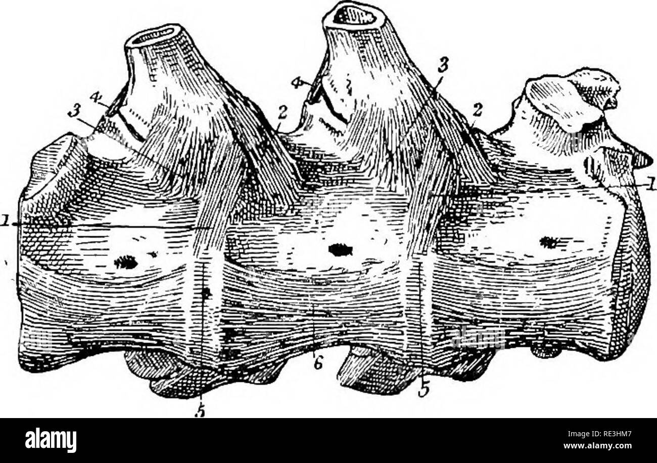 . The anatomy of the horse, a dissection guide. Horses. DISSECTION OF