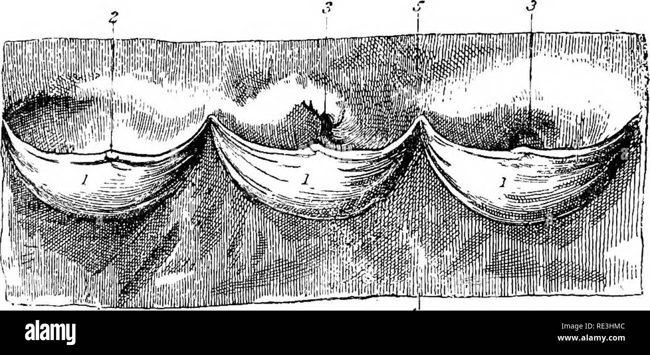 . The anatomy of the horse, a dissection guide. Horses. 132 THE ANATOMY OF THE HORSE. Directions.—The left ventricle should be opened by an incision similar to that used on the right side. The point of the scalpel should be passed through the wall of the ventricle near the upper end of the left ventricular furrow, and the incision should be carried down the left side of the ventricle, round the apex, and up the right side to within a short distance of the aurioulo-ventricular groove, the cut being made near the septum, to which the ventricular furrows will serve as a guide. The Cavity of the L Stock Photo