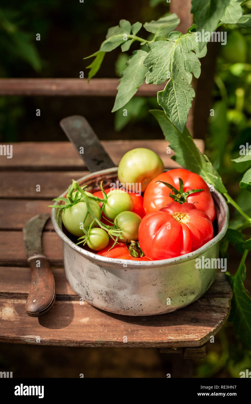 Red and green various tomatoes in a small greenhouse Stock Photo - Alamy