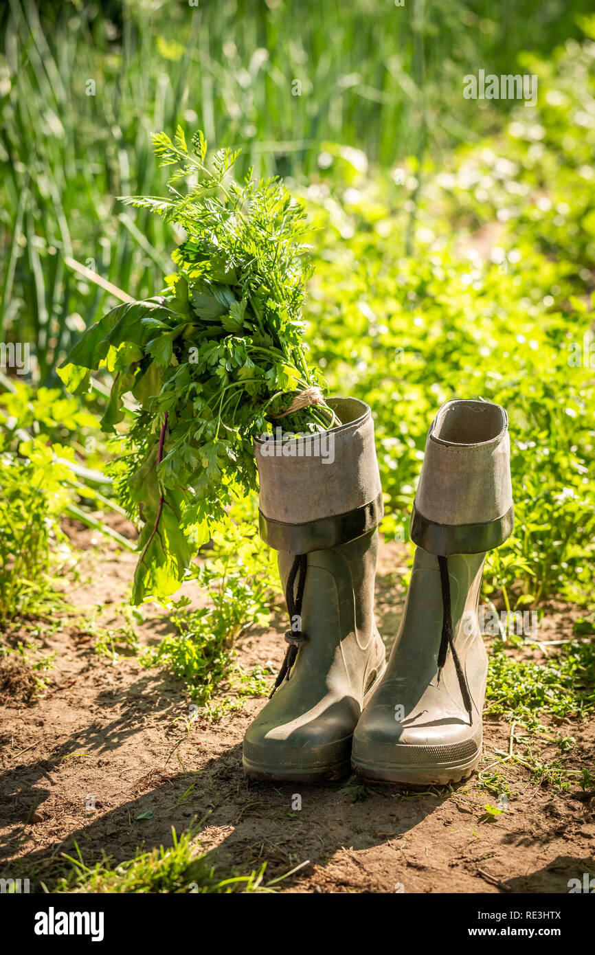 Green vegetables in old green wellington on field Stock Photo - Alamy