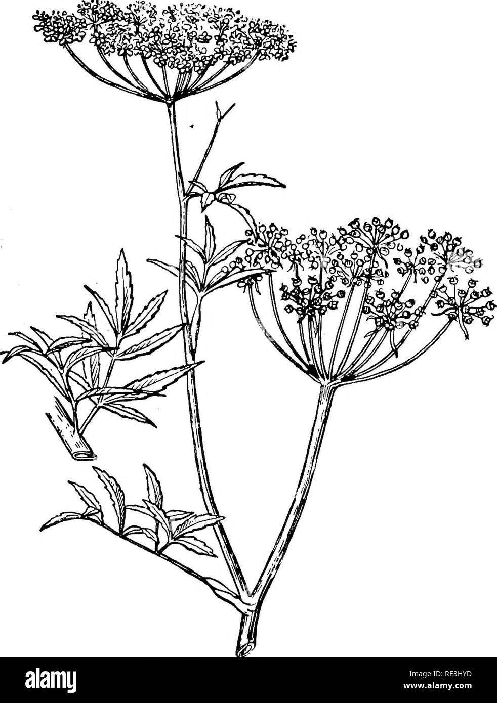 . Veterinary toxicology. Poisonous plants; Poisons; Veterinary drugs; Veterinary pharmacology. 216 VETEEINAEY TOXICOLOGY in an article * on the Cicuta, states that the North American species—Cicuta maculata, the spotted cowbane, or beaver. Fig. 29.—Cicuta Virosa (Cowbane). (From Smith's 'Veterinary Hygiene.') poison—has in its seeds a volatile alkaloid, resembling conine. * Pharmaceutical Journal, 1911, p. 480.. Please note that these images are extracted from scanned page images that may have been digitally enhanced for readability - coloration and appearance of these illustrations may not pe Stock Photo