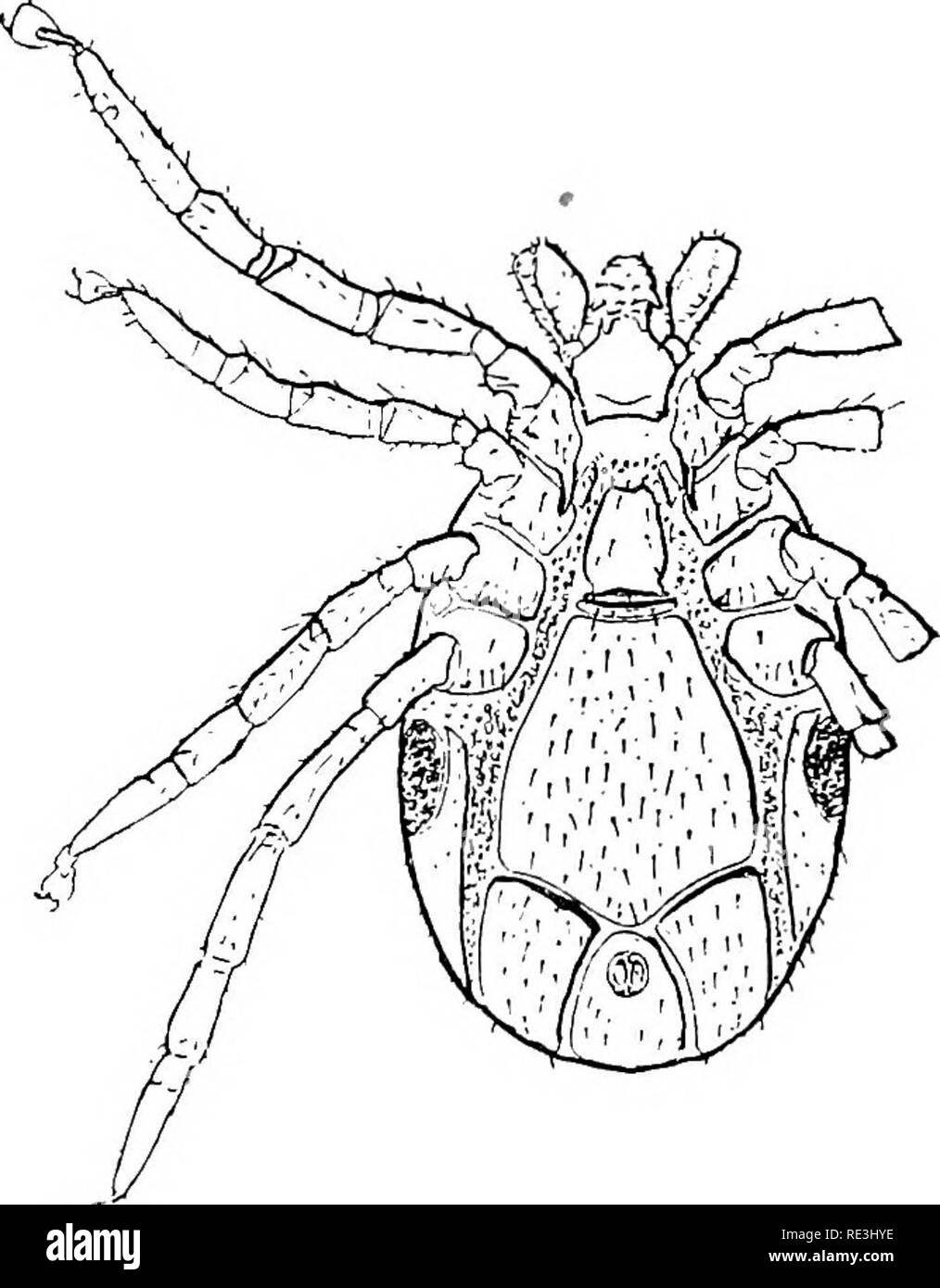 . Handbook of medical entomology. Insect pests; Insects as carriers of disease; Medical parasitology. 66 Parasitic Arthropods. 40. Ixodes ricinus; male, ventral aspect, Braun and Lwehe. After work indicates that their long- evity has been considerably under-estimated. Typically, they are permanent feeders, remaining on the host, or hosts, during the greater part of their life. They molt twice only, on leaving the larval and the nymphal stages. The adult female deposits a single, large batch of eggs. Contrasting the habits of the Ixodidas to those of the Argasidse, Nuttall (1911) emphasizes tha Stock Photo