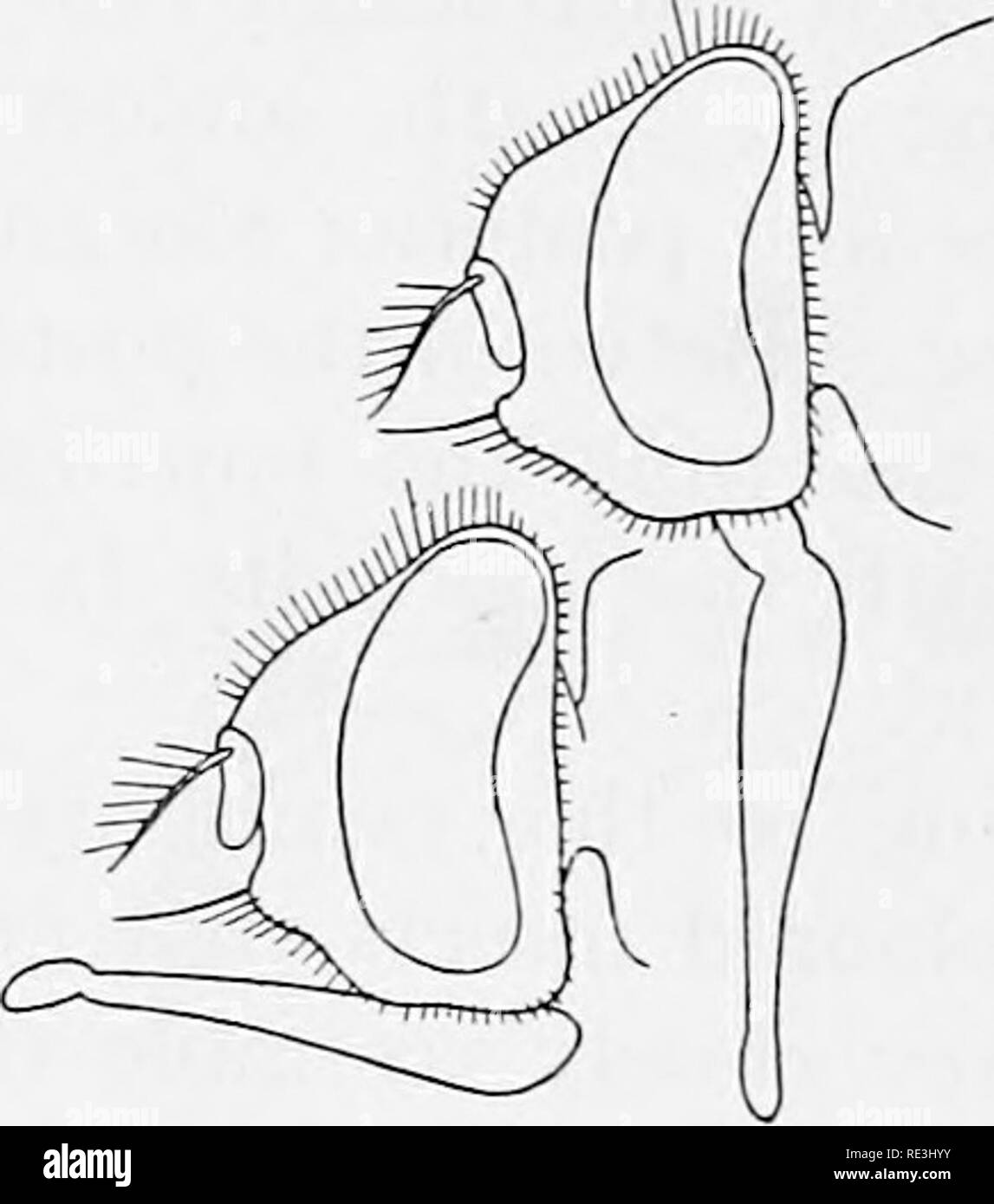 Fly Proboscus . Flies in relation to disease: bloodsucking flies. Flies; Flies as ...