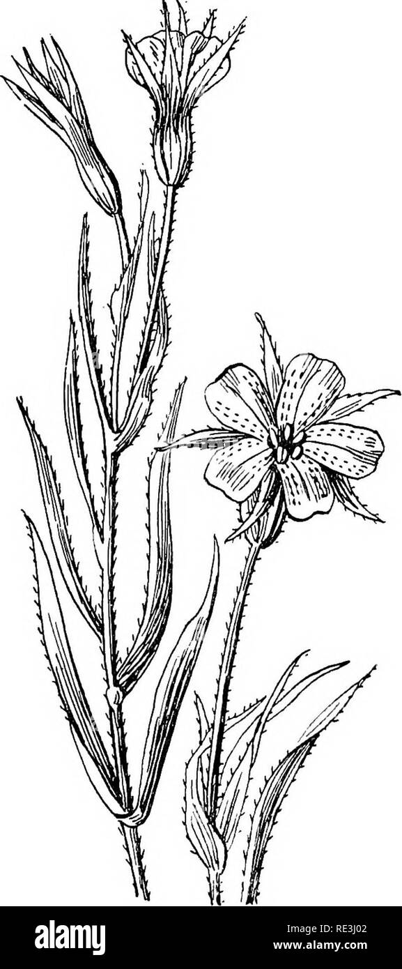 . Veterinary toxicology. Poisonous plants; Poisons; Veterinary drugs; Veterinary pharmacology. 192 VETEEINAEY TOXICOLOGY Occasionally the grain gets mixed with cereals, and thus enters flour or forage. The starch is small, having the dimension 1 to 2 ^, as compared with wheat, which has 15 to 35 ti.. Fig. 25.—Lychnis Githago (Coen-Cockle). Arenaria includes A. serpyllifolia, or the thyme-leaved sandwort, and is common on walls, dry sands, and waste places. 'A very much branched, slender, and slightly downy annual, seldom attaining 6 inches. Leaves very. Please note that these images are extrac Stock Photo