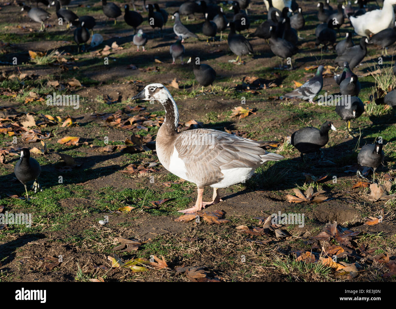 Canada Goose Webbed Feet High Resolution Stock Photography and Images -  Alamy