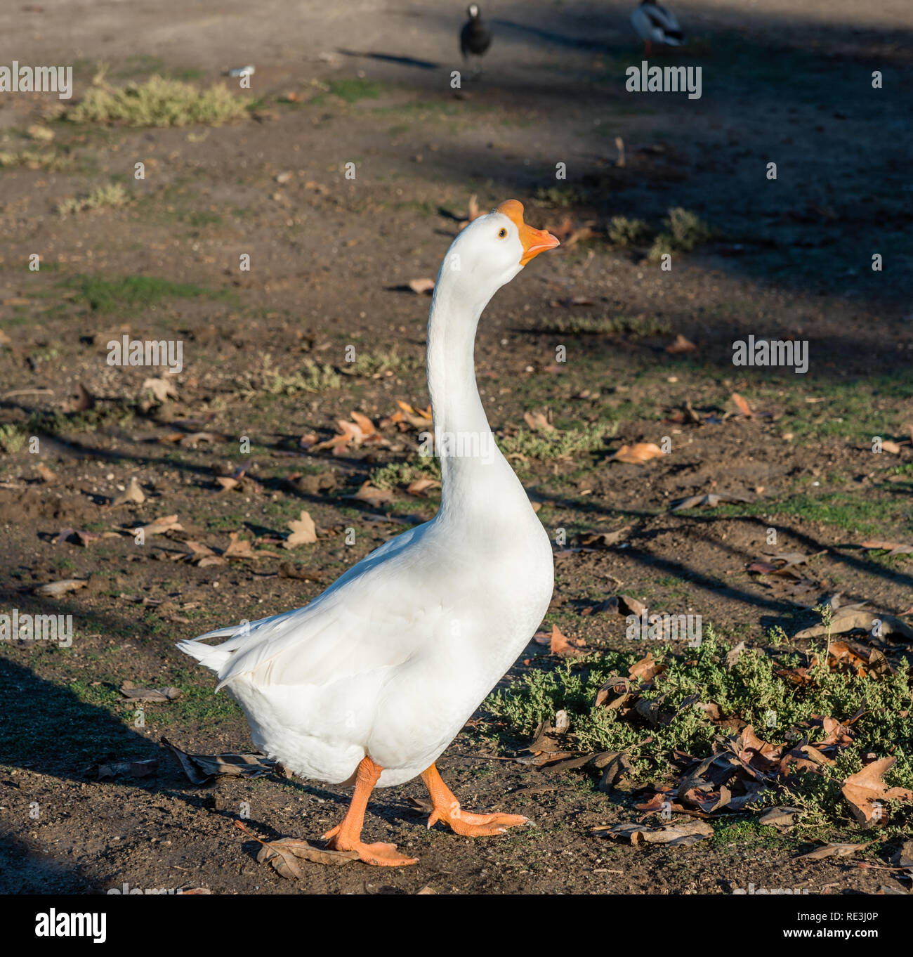 Cute Brown Chinese Goose Standing with Line Art Drawing, Animal