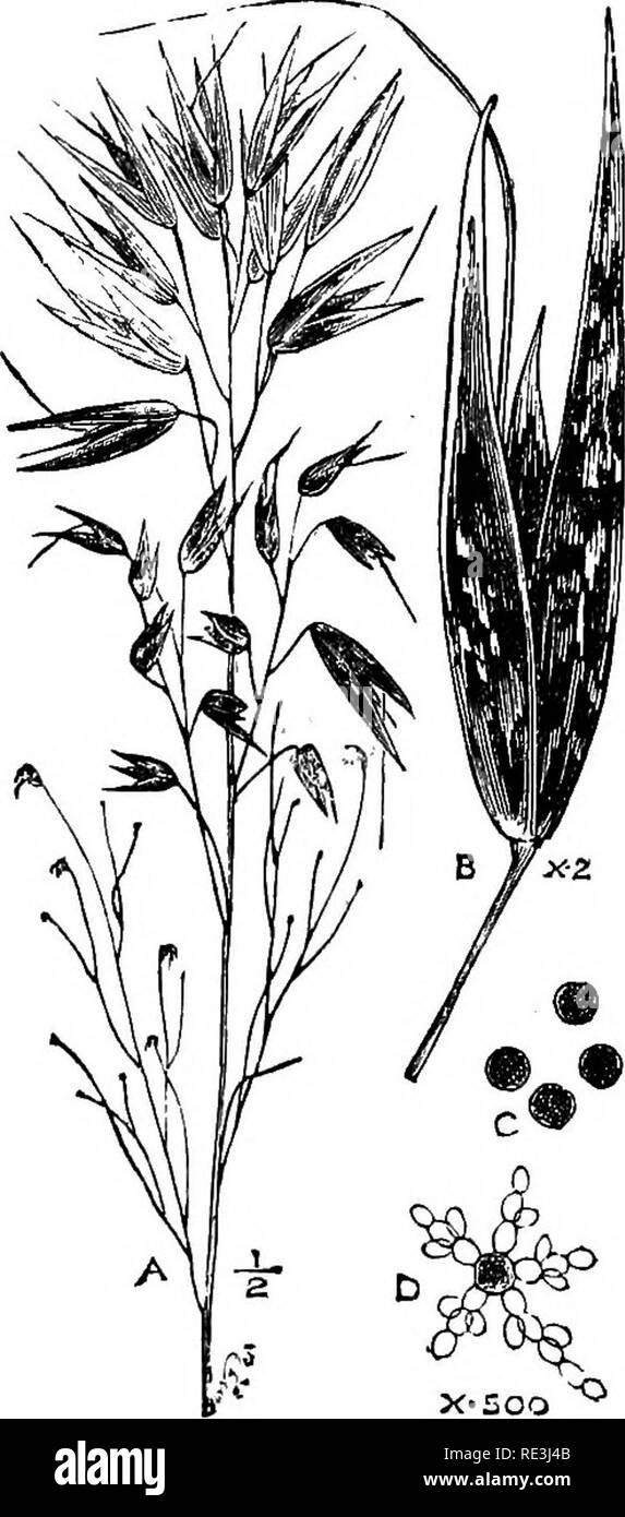 . Veterinary toxicology. Poisonous plants; Poisons; Veterinary drugs; Veterinary pharmacology. POISONOUS PLANTS 163 POISONING DUE TO DISEASED FORAGE AND MOULDS. The fungi apt to affect forage are Ustilago carbo, or smut, attacking grasses and grains ; Ustilago maydis, affecting. Fig. 8.—Smut of Oats. A, panicle of oats attacked from below upwards ; B, spikelet with the fungus in an early stage of growth; C, free spores of Ustilago carbo; D, spores germinating and producing yeast-like buds. (From Smith's ' Veterinary Hygiene.') maize; Pucciniagraminis, causing rust and mildew in grains; Clavice Stock Photo