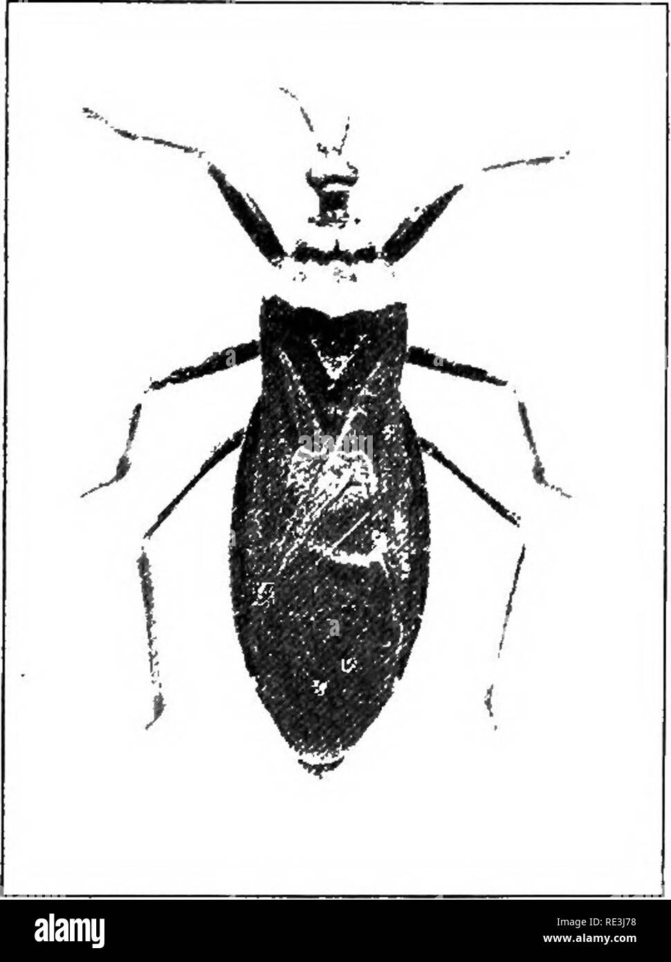 . Handbook of medical entomology. Insect pests; Insects as carriers of disease; Medical parasitology. 20. Reduvius (Opsicoetus) personatus. (x2). cause severe, shooting pains that may extend through- out the arm and that they may be felt for several days. Relief from the pain may be obtained by the use of dilute ammonia, or a menthol ointment. In the not vincommon case of secondary infection the usual treatment for that should be adopted. The Reduviidae, or assassin-bugs are cap- able of inflicting very painful wounds, as most collect- ors of Hemip- tera know to their or flicker, was heard to  Stock Photo