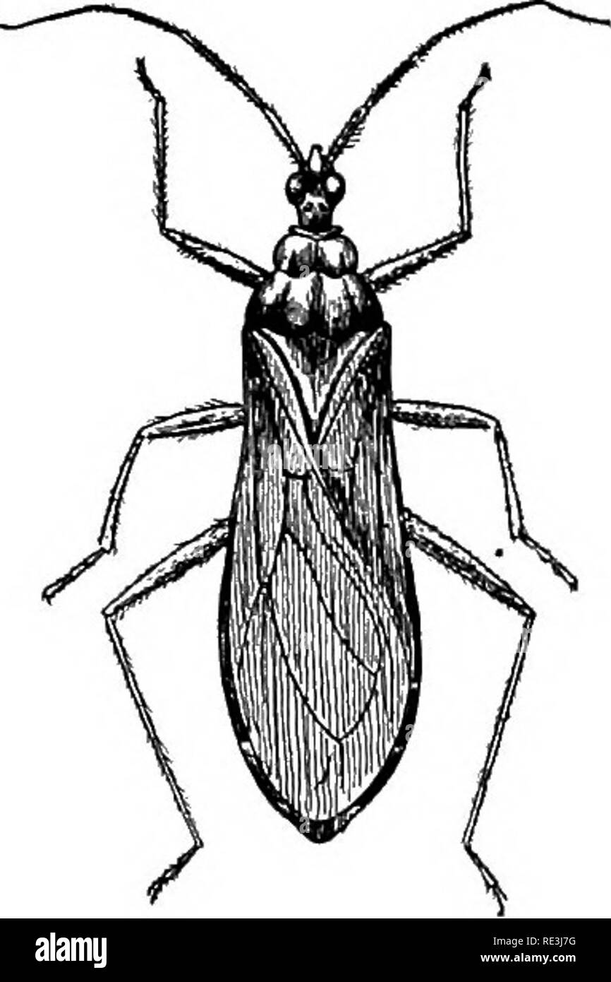 . Handbook of medical entomology. Insect pests; Insects as carriers of disease; Medical parasitology. Hemiptera, or Trtie Bugs 31. 20. Reduvius (Opsicoetus) personatus. (x2). cause severe, shooting pains that may extend through- out the arm and that they may be felt for several days. Relief from the pain may be obtained by the use of dilute ammonia, or a menthol ointment. In the not vincommon case of secondary infection the usual treatment for that should be adopted. The Reduviidae, or assassin-bugs are cap- able of inflicting very painful wounds, as most collect- ors of Hemip- tera know to th Stock Photo