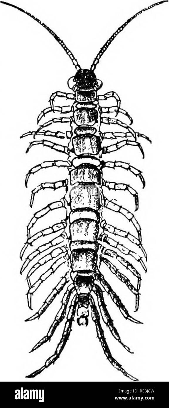 . Handbook of medical entomology. Insect pests; Insects as carriers of disease; Medical parasitology. Centipedes and Millipedes 25 THE MYRIAPODA, OR CENTIPEDES AND MILLIPEDES The old class, Mjoiapoda includes the Diplopoda, or millipedes, and the Chilopoda, or centipedes. The pres- ent tendency is to raise these groups to the rank of classes. The Diplopoda The Diplopoda, or millipedes (fig. 13), are character- ized by the presence of two pairs of legs to a segment. The largest of our local myriapods belong to this group. They live in moist places, feeding primarily on decay- ing vegetable matt Stock Photo