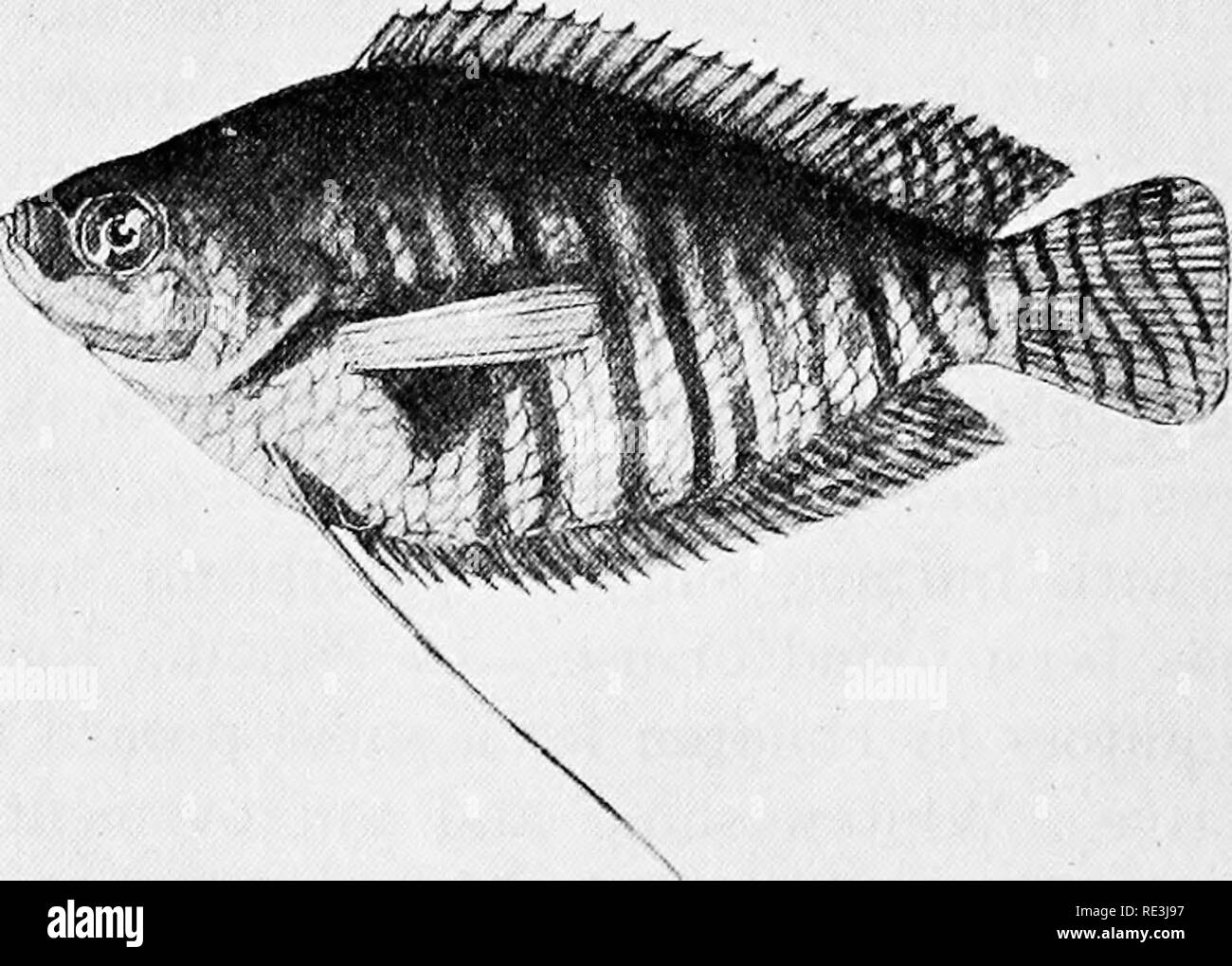 . Flies in relation to disease: bloodsucking flies. Flies; Flies as carriers of disease; Diptera. Fig. 45. Indian fish of utility as mosquito-destroyers. After Sewell and Chaudhuri (from the Tropical Diseases Bulletin). A. Haplochilns pancliax (nat. size). B. Ambassis ranga (nat. size). C. Tricliogaster fasciatus (nat. size).. Please note that these images are extracted from scanned page images that may have been digitally enhanced for readability - coloration and appearance of these illustrations may not perfectly resemble the original work.. Hindle, Edward, 1886-. Cambridge, University Press Stock Photo