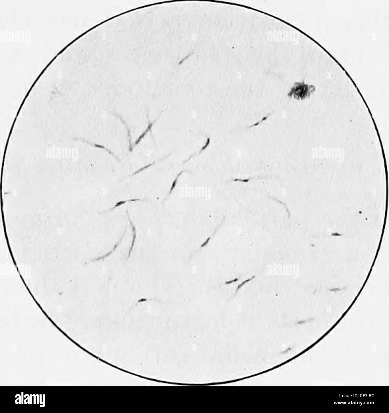 Diptera life cycle hi-res stock photography and images - Alamy
