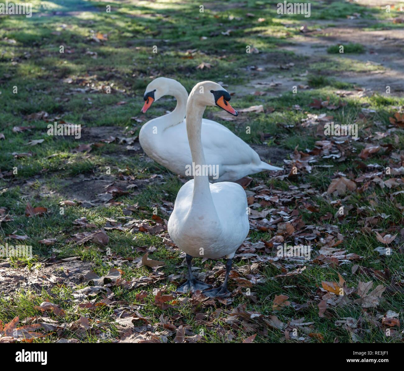 A couple of mute swans at the Lake Balboa park in Los Angeles, California Stock Photo Alamy