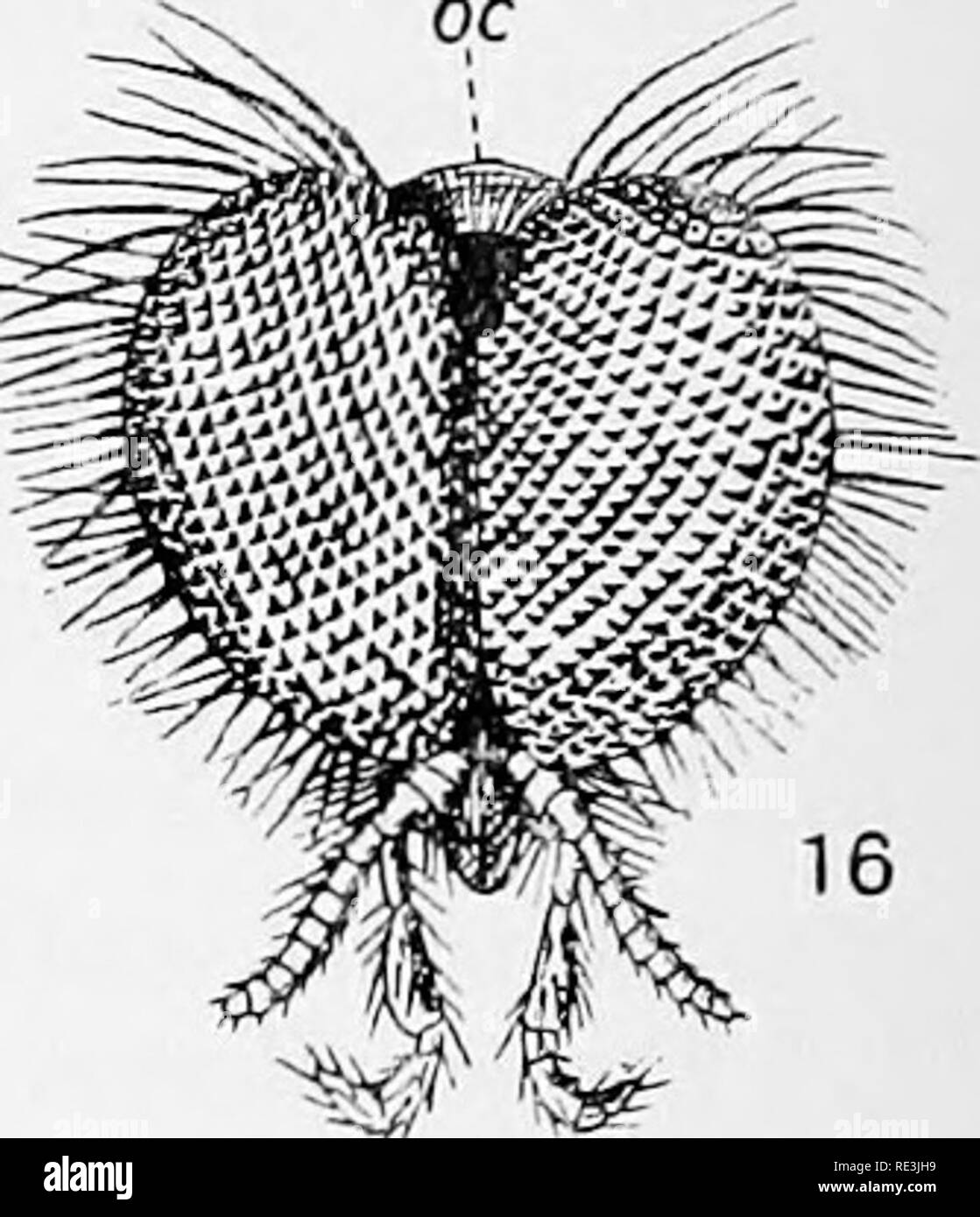 . Flies in relation to disease: bloodsucking flies. Flies; Flies as carriers of disease; Diptera. Fig. lo. Wing of Kellnggina, a blepliarocerid, shewing the network of fine vein-like creases ( x 12). Fig. II. Thorax of Tipiila, with V-shaped transverse suture on scutum ( xS). Fig. 12. Wing of Ryphiis (X12). The costal vein does not extend beyond the apex of the wing. Fig. 13. Wing of Cecidomyia (X12). The costal vein extends completely round the wing. Fig. I.J. Antenna of Oyphnephila { X 80), Fig. 15. Right hind-leg of Mycetophilus, shewing the tibial spurs (X8). Fig. 16. Head of Bibio (X12);  Stock Photo