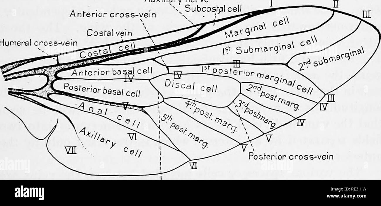 . Flies in relation to disease bloodsucking flies. Flies; Flies as