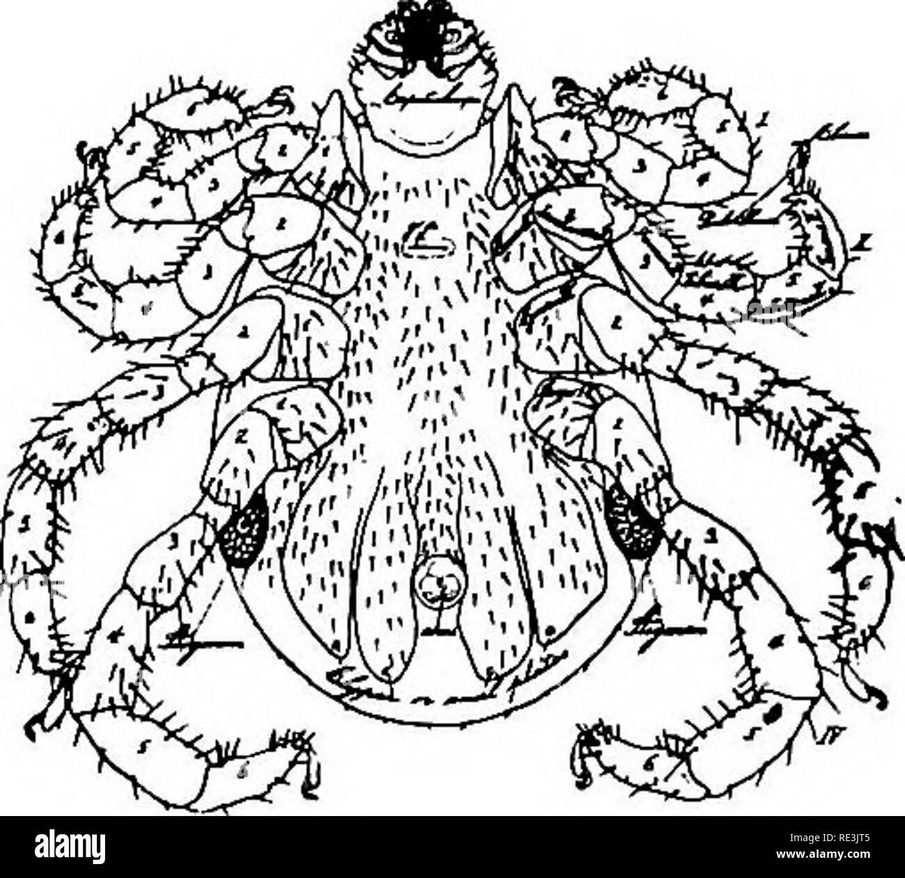 Broad rostrum hi-res stock photography and images - Alamy