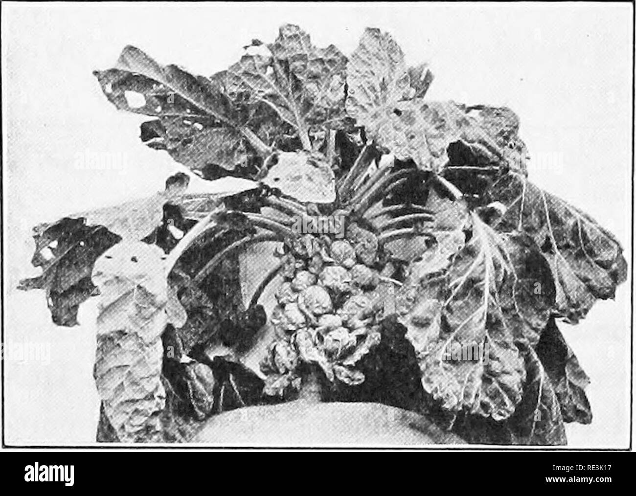 . Vegetable growing projects. Vegetable gardening; Project method in teaching. 108 VEGETABLE GROWING PROJECTS 2. What is the cause of the disease and how does it spread ] SH: 166-167. 3. What control measures are recommended for black rot ? SH: 167-168. 4. How does club root affect cabbage plants ? SH: 168-169. 5. How may club root be kept under control ? 19. Harvesting and marketing. — Cabbages should seldom be harvested until the heads are solid and mature. The crop is usually cut with a strong, sharp butcher knife. If to be buried or stored with most of outside leaves re- maining, a sharp h Stock Photo