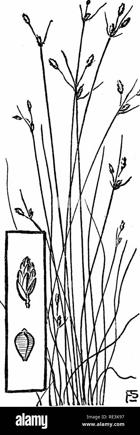 . The book of grasses; an illustrated guide to the common grasses, and the most common of the rushes and sedges. Grasses; Juncaceae; Cyperaceae. . Please note that these images are extracted from scanned page images that may have been digitally enhanced for readability - coloration and appearance of these illustrations may not perfectly resemble the original work.. Francis, Mary Evans. Garden City, N. Y. , Doubleday, Page &amp; Co. Stock Photo