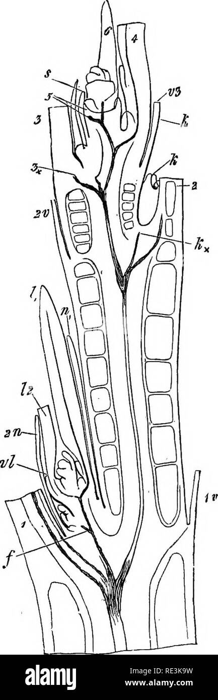 . Comparative anatomy of the vegetative organs of the phanerogams and ferns;. Plant anatomy; Ferns. COURSE OF THE BUNDLES IN THE STEM. 273 arranged crosswise, two larger and two smaller, the similar ones being opposite one another. A few layers of cells below the epidermis a circle of eight to ten small bundles is found, which run perpendicularly and separately through the internode. In the short thick stem of Stratiotes aloides^ the bundles—all of which descend from the leaves—unite 'after numerous anastomoses to one central bundle and eight. Fig. 123.—Fotamogeton pectinatus; end of the shoot Stock Photo