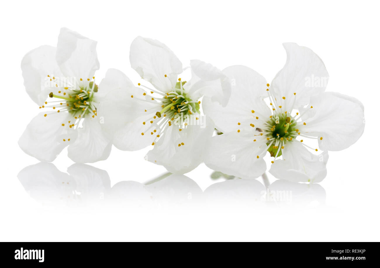Cherry blossom isolated on white background Stock Photo - Alamy