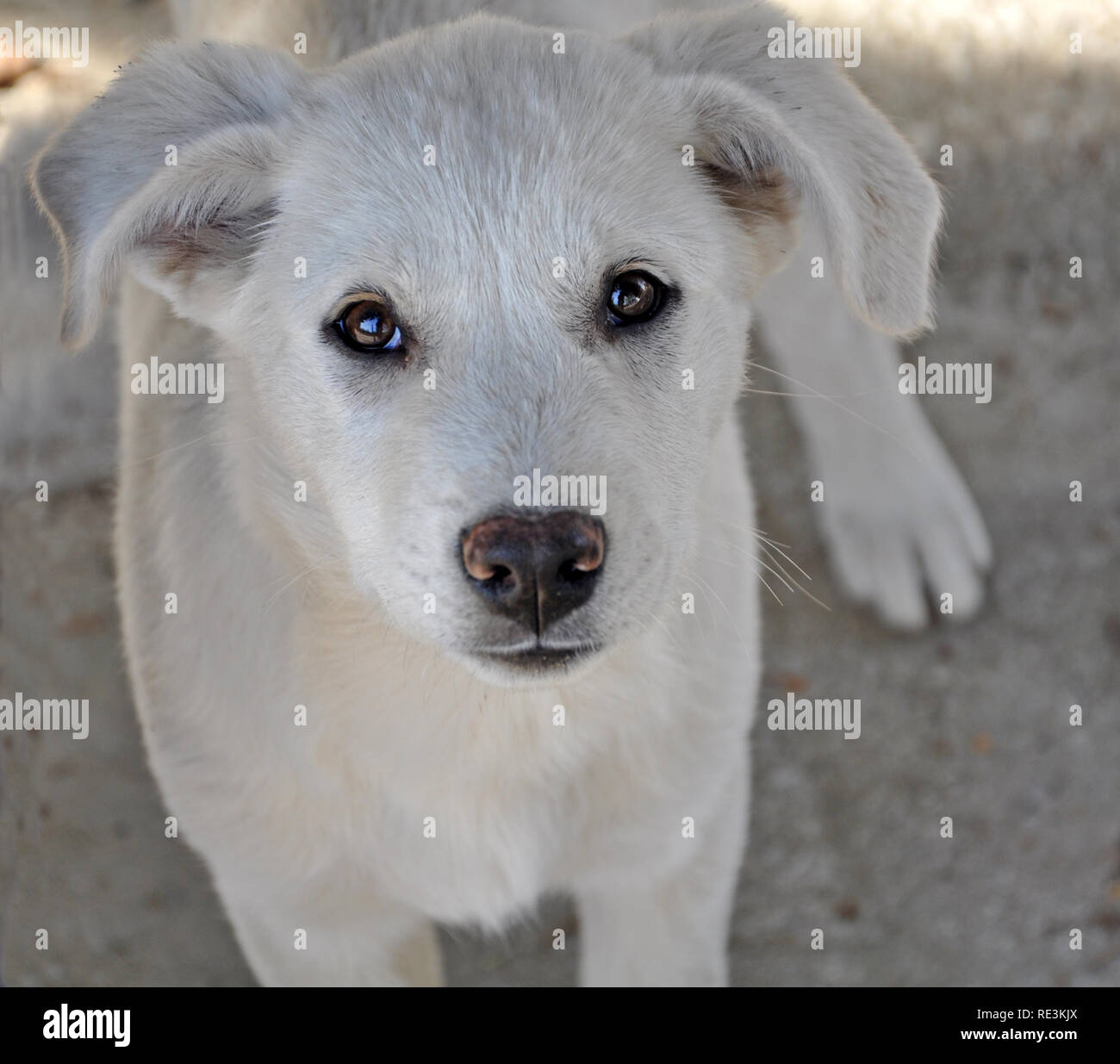 a white dog looking at me Stock Photo