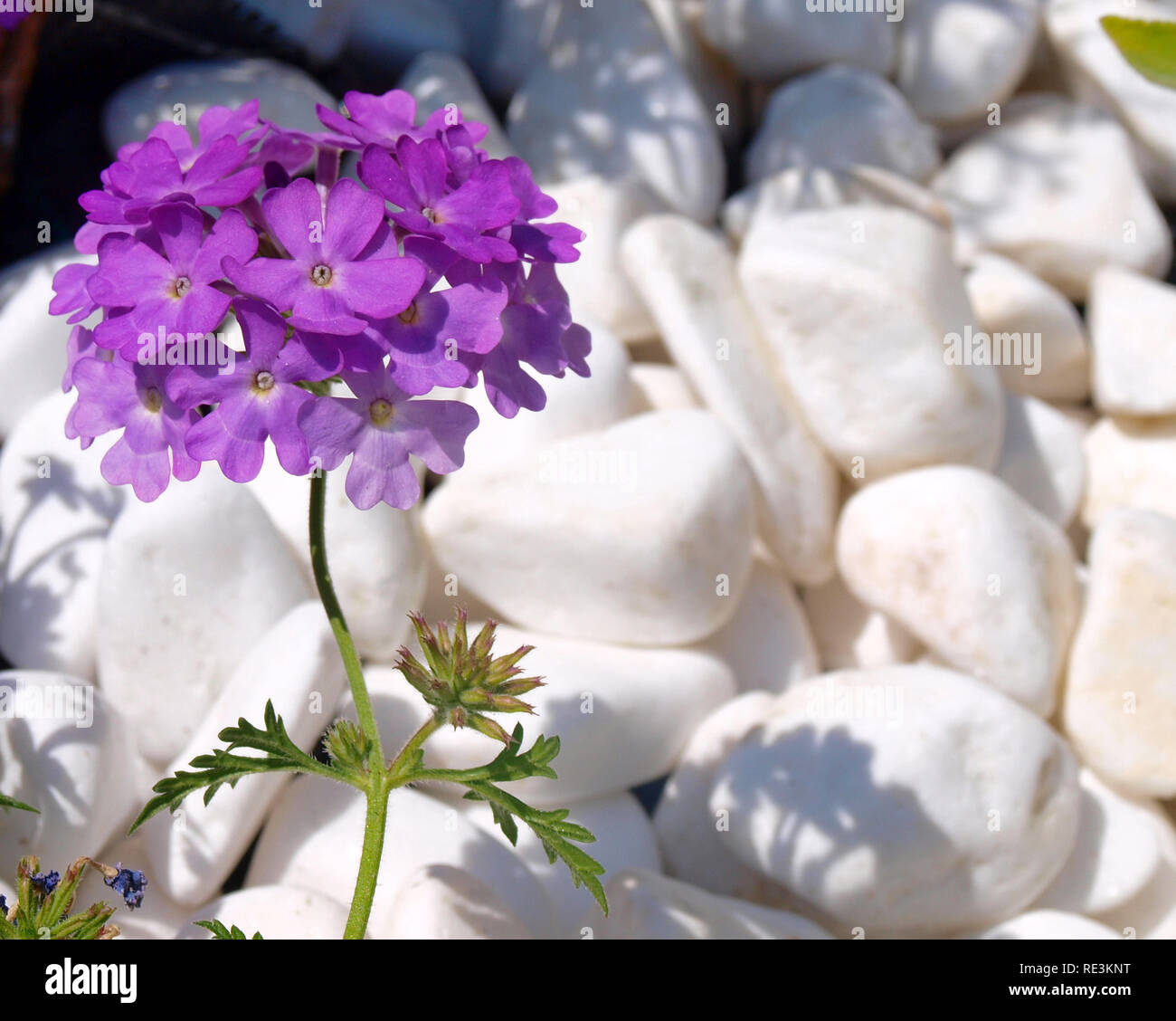 purple  flowers  with white stones background Stock Photo