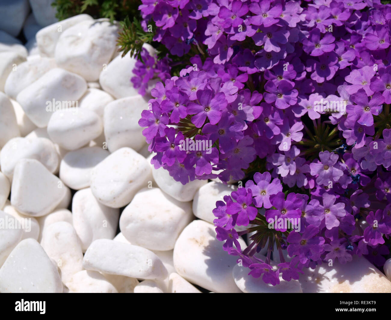 purple flowers  with white stones background Stock Photo