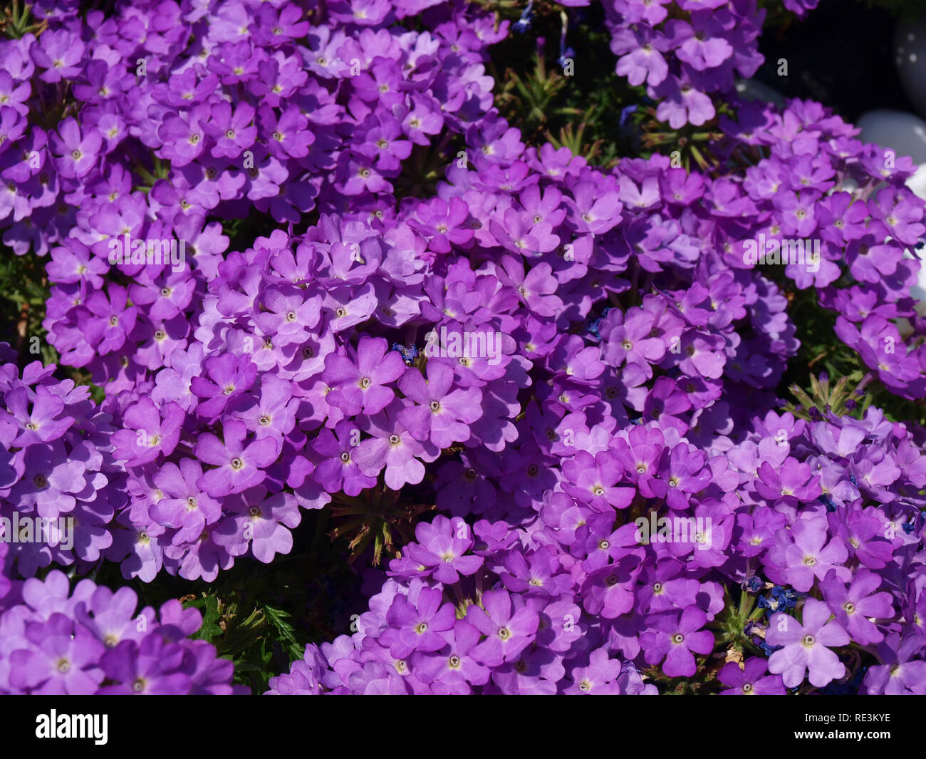 purple flowers background Stock Photo - Alamy