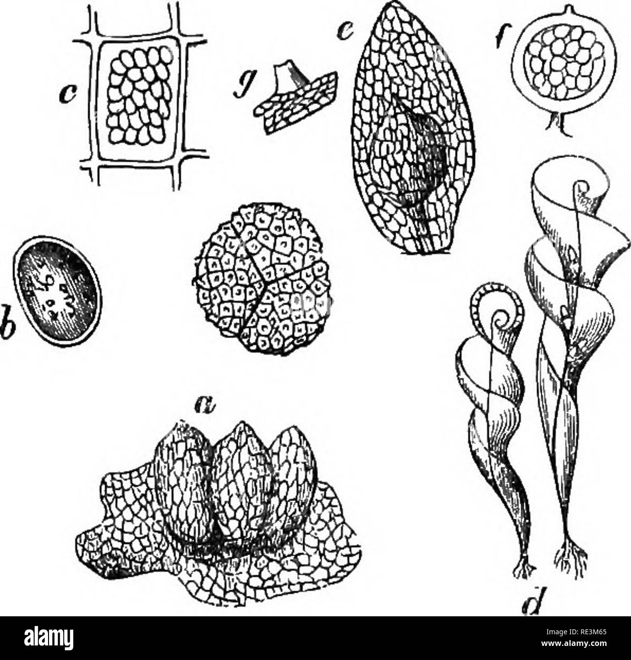 . Introduction to cryptogamic botany. Cryptogams. INTRODUCTION TO CRYPTOGAMIC BOTANY. 435 G. Marchantioides occurs also at Buenos Ayres and the Swan River. Sphcerocarpus (Fig. 90, a, b, c) has superficial fruit with a sessile or pedicellate proper involucre. The species occur in temperate parts of either hemisphere. The most curious genus of all is Riella (Fig. 90, d to g, formerly Durima*. Fig. 90. a. SphcBTOcarpus ierrestris, slightly magnified. From a Lyons specimen given me by Dr. Montagne. b. A young mother-spore before division, together with an old triple spore, with its areolate verruc Stock Photo