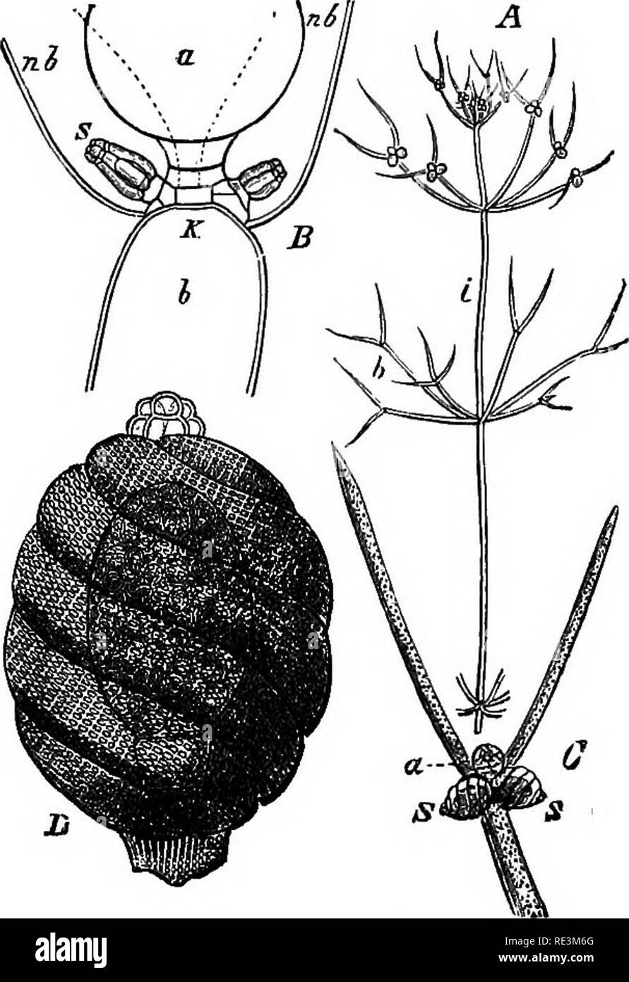 . A handbook of cryptogamic botany. Cryptogams. CHARACE.'E S79 The Characese are either monoecious 9r dicEcious, In the former case the male and female organs are formed in close juxtaposition on the same node, the archegone being somewhat below the antherid in Nitella, above it or by its side in Chara. The archegones, like the antherids, are metamorphosed leaves. When ready for fertilisation, the archegone has a, longer or shorter ovoid form, and is borne on a short pedicel-cell. In the interior is an axial row of cells enveloped by five tubes, which are at first straight, but are afterwards  Stock Photo