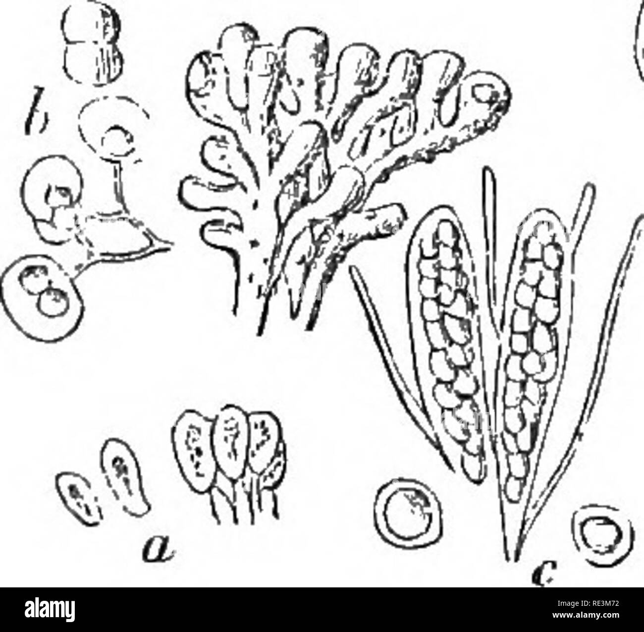 . Introduction to cryptogamic botany. Cryptogams. INTRODUCTION TO CRYPTOGAMIC BOTANY. 407 tinct epidermal cellular coat. Collema is thus closely con- nected with Leptogium, which is further distinguished by its marginate disc. The gonidia differ very much from those of other Lichens. In Collema and its closer allies, they are minute and arranged in moniliform rows; but in Synalyssa they resemble those of Paulia (Fig. 84, a), arising from the fissiparous division of each gonidium, accompanied by a bifur- cation of the supporting thread; while in Omphalaria (Fig. 86, e, f) their generation resem Stock Photo