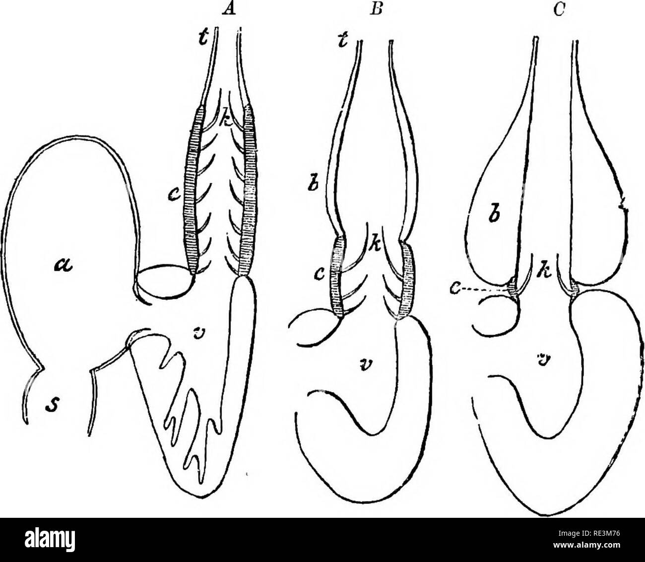 . Text book of zoology. Zoology. 376 Vertehrutu. another, as in the