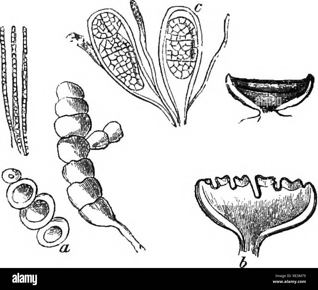 . Introduction to cryptogamic botany. Cryptogams. INTRODUCTION TO CRYPTOGAMIC BOTANY. 405 which is remarkable for its hispid apothecia, occurs at the Cape of Good Hope. Pyxine requires a warm temperature.. Fig. 85. a. Ozocladium Leprieurii, Mont., from above and below witli asci. Magnified. Communicated by Dr. Montagne. b. Section of apothecium of Oyrophora cj/Undrica, Moug. and Nest., No. 69. c. Ditto of Umhilicaria pustulata, with asci and paraphyses.* Moug. and Nest., No. 60. All more or less magnified. 5. CoccocARPEi, Mont. Disc expanded, orbicular, springing immediately from the medullary Stock Photo