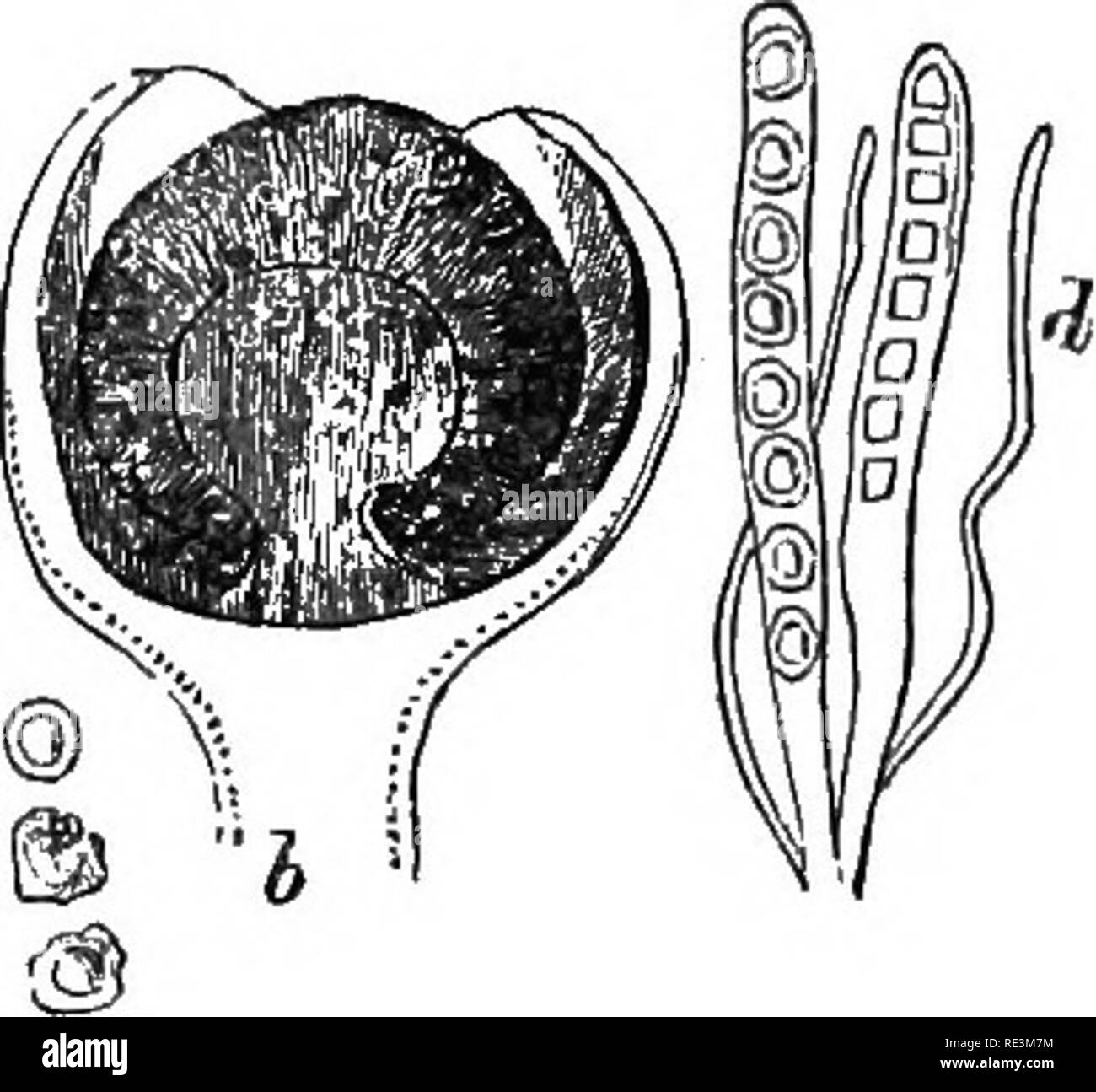 . Introduction to cryptogamic botany. Cryptogams. INTRODUCTION TO CIIYPT0G.4JM:IC BOTANY. 397 down without any very distinct pustule; we should, in fact, have an Undocarpon. The terminal fruit on the numerous branches of Sphcerophoron (Fig. 83, 6) is first indicated by a swelling, and in process of time the outer bark bursts and exposes the contents of the perithecium, which consist of asci, and paraphyses seated on a central columella. It has been supposed that the sporidia were connected together in monili- form chains; but there is no difference between them and the. Fis. 83. 1. Asci and sp Stock Photo