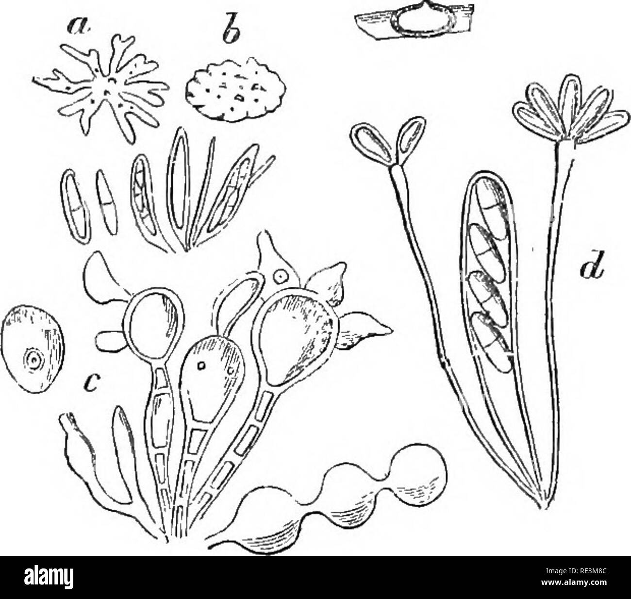 . Introduction to cryptogamic botany. Cryptogams. INTRODUCTION TO CRTPTOGAMIC BOTANY. 891 ture of any species, but the figure of Eschweiler seems to indi- cate, from the linear arrangement of the sporidia, that there are asci. The perithecia open exactly in the same way as those of Phacidium, especially P. Delta, Kze. (Fig. 66, b), a species which is very abundant in Madeira on the leaves of laurels. The dehiscence in the other genera is much less regular, and it is very probable that in CliostoTnum, in which the corrugated appearance is due to the contraction of the peridium, and dehiscence t Stock Photo