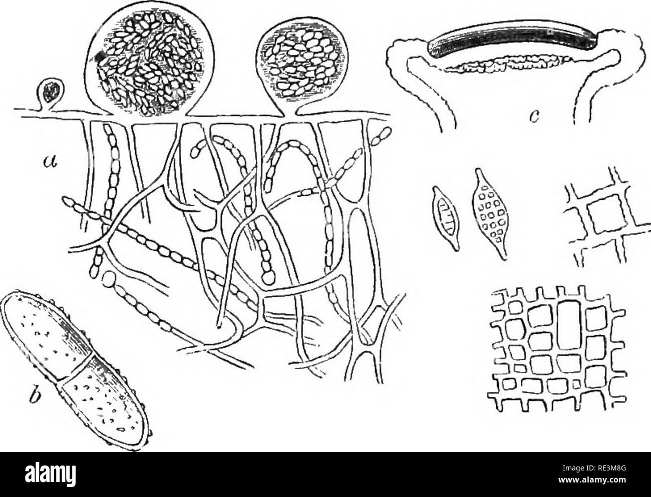 . Introduction to cryptogamic botany. Cryptogams. INTRODUCTION TO CItYPTOaAMIG BOTANY. 375 development of the filamentous element of Strigula, a genus in which the cortical element usually prevails. Ccenogonium, on the contrary, appears to be a normal form, remarkable for the almost total suppression of the upper stratum. The place of growth is similar to that of Dictyonema, and its habit is very much the same. It is just possible that the various species of Chroolepus, which have some resemblance to Cepha- leurus (Fig. 81, a), may be peculiar states of certain Lichens, their reproductive bodi Stock Photo