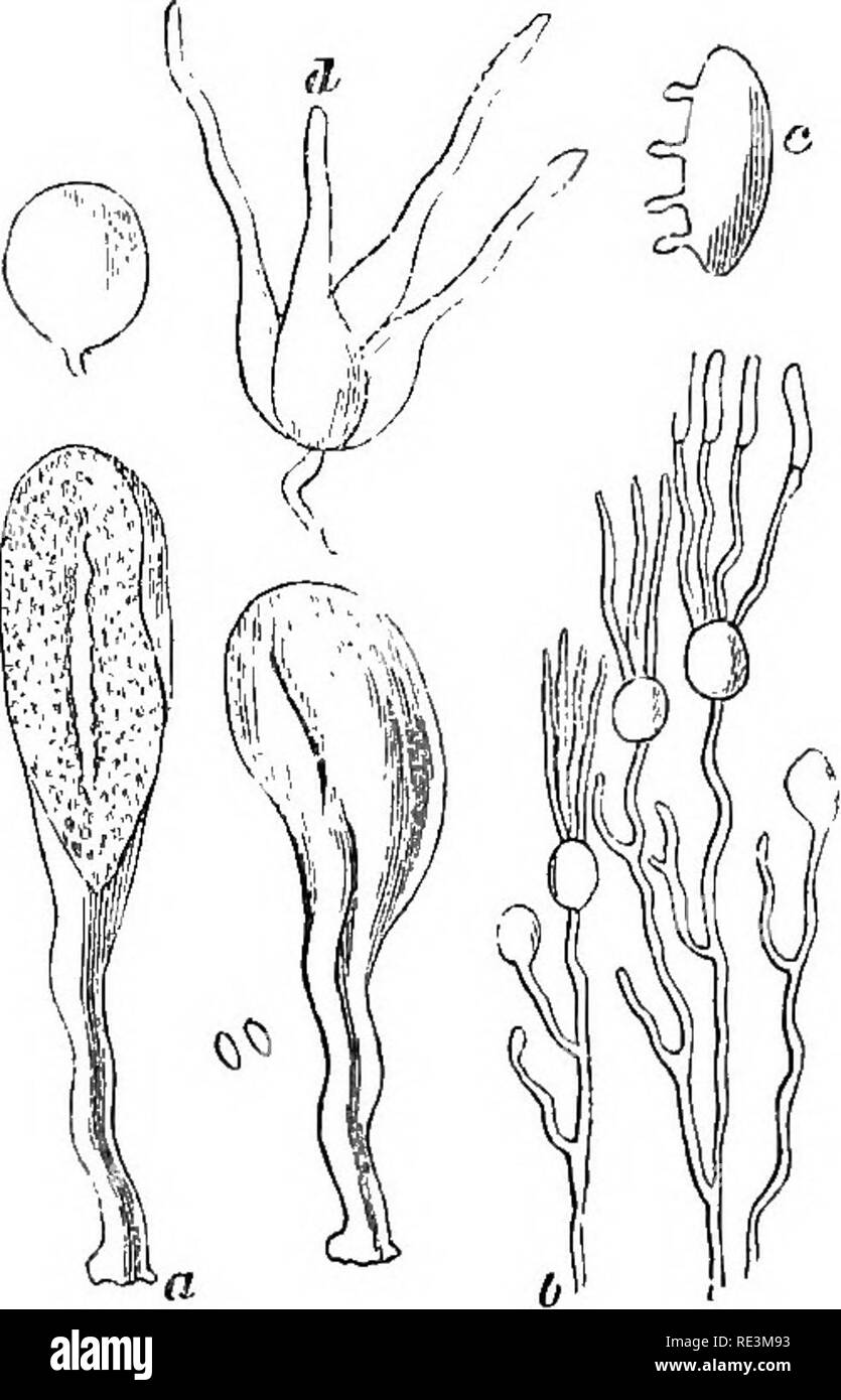 . Introduction to cryptogamic botany. Cryptogams. 350 INTRODUCTION TO CRYPTOGAMIC BOTANY. there are distinct gUls, as decided as those of Xerotus. The genus is, in fact, scarcely distinguishable from a true Hymeno- mycete. The spores exhibit few pecuharities; and where they have been observed in situ, they are borne by short spicules upon the sporophores. The flocci of Podaxon (Fig. 5, c) ex- hibit a spiral structure. A species of Secotium,, which is found. Fig. 77. a. Cauloglossum transversarium, Fr., with spores. From Rev. M. A. Curtis. b. Tremella viscosa. Threads with their sporophores, st Stock Photo