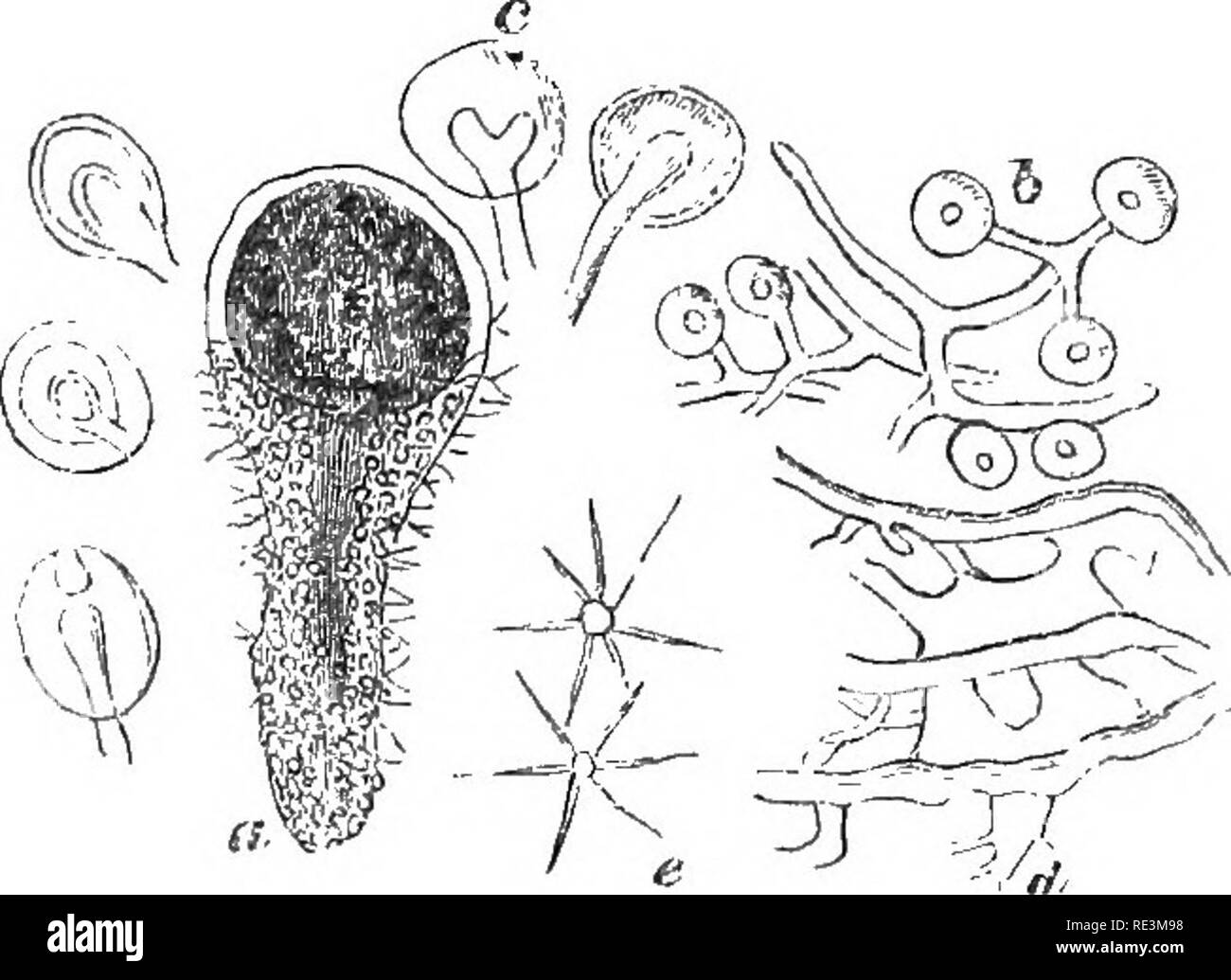 . Introduction to cryptogamic botany. Cryptogams. INTEODUCTION TO CllYPTOGAMIC BOTANY. 341. Fig. 76. Emericella variecolor, Berk, and Br. u.. Vertical section of peridium and stem. b. Gonidloid cells on the threads, with which the lower part of the stem is clothed. c. Gonidioid cells in various conditions. d. Tissue of centre of stem. e. Spores with processes all situated in the same plane. All more or less magnified. a spongy central column, giving off threads which are termi- nated by large globose bodies resembling closely the gonidia of Lichens, but growing very much like the Palmella, fig Stock Photo